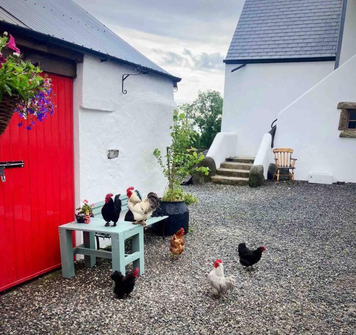 Stone Wall Cottage Castlewellan Zewnętrze zdjęcie